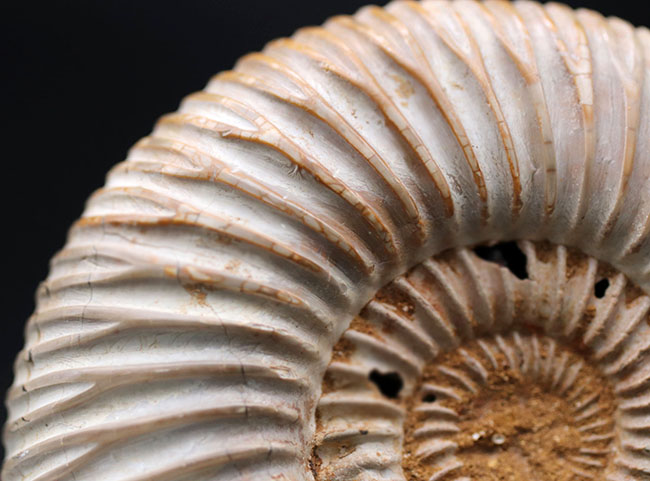 ラージサイズ！直径最大部９センチ、中生代ジュラ紀を代表するアンモナイトの一つ、ペリスフィンクテス（Perisphinctes）の殻の化石（その7）