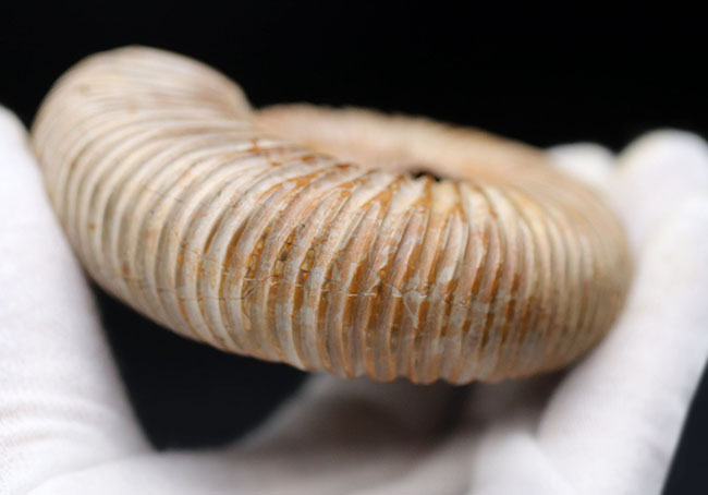 ラージサイズ！直径最大部９センチ、中生代ジュラ紀を代表するアンモナイトの一つ、ペリスフィンクテス（Perisphinctes）の殻の化石（その8）