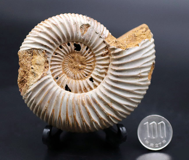 ラージサイズ！直径最大部９センチ、中生代ジュラ紀を代表するアンモナイトの一つ、ペリスフィンクテス（Perisphinctes）の殻の化石（その9）