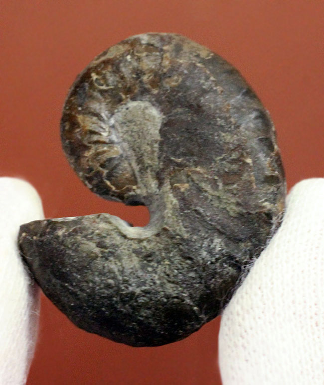 北海道アンモナイト、スカフィテス(Scaphites)の成体の上質標本。大夕張白金川産。(その1)