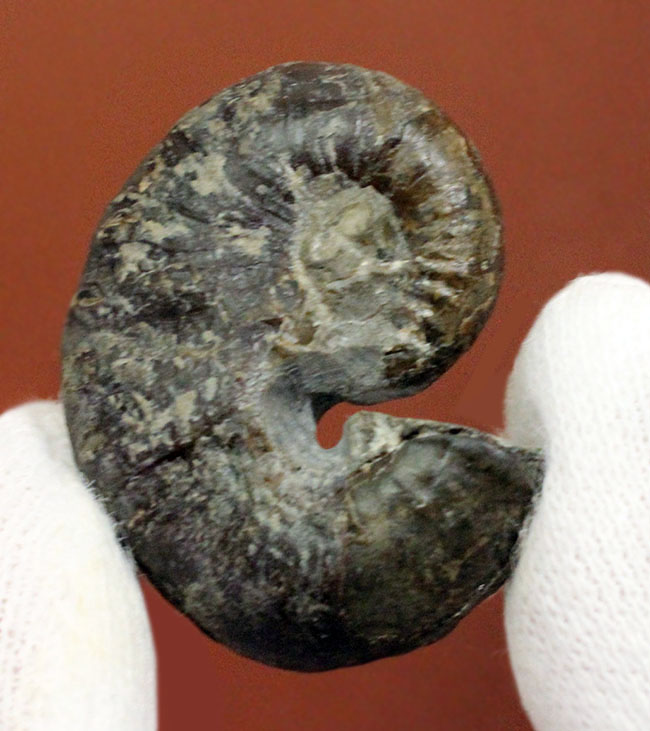 北海道アンモナイト、スカフィテス(Scaphites)の成体の上質標本。大夕張白金川産。(その2)