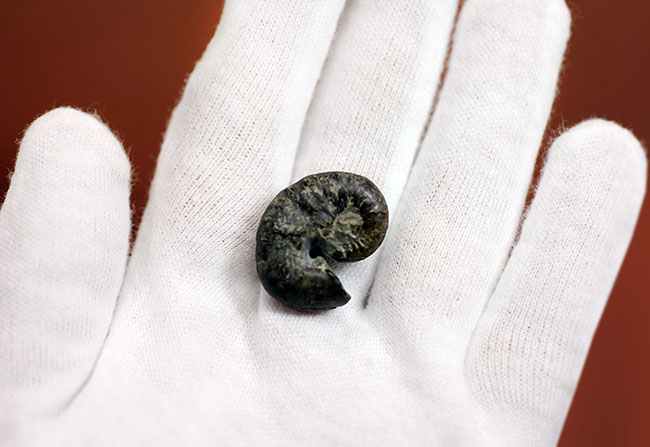 北海道アンモナイト、スカフィテス(Scaphites)の成体の上質標本。大夕張白金川産。(その3)