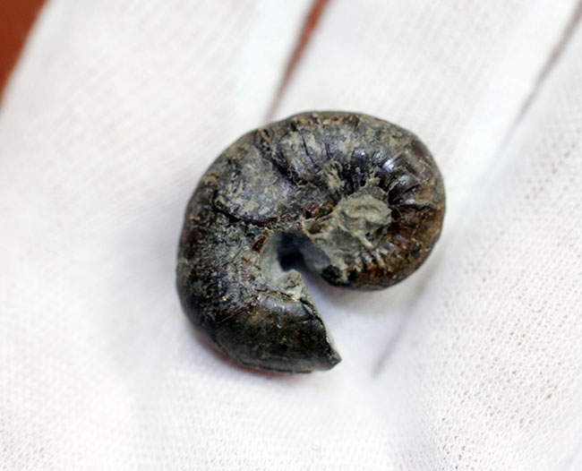 北海道アンモナイト、スカフィテス(Scaphites)の成体の上質標本。大夕張白金川産。(その4)