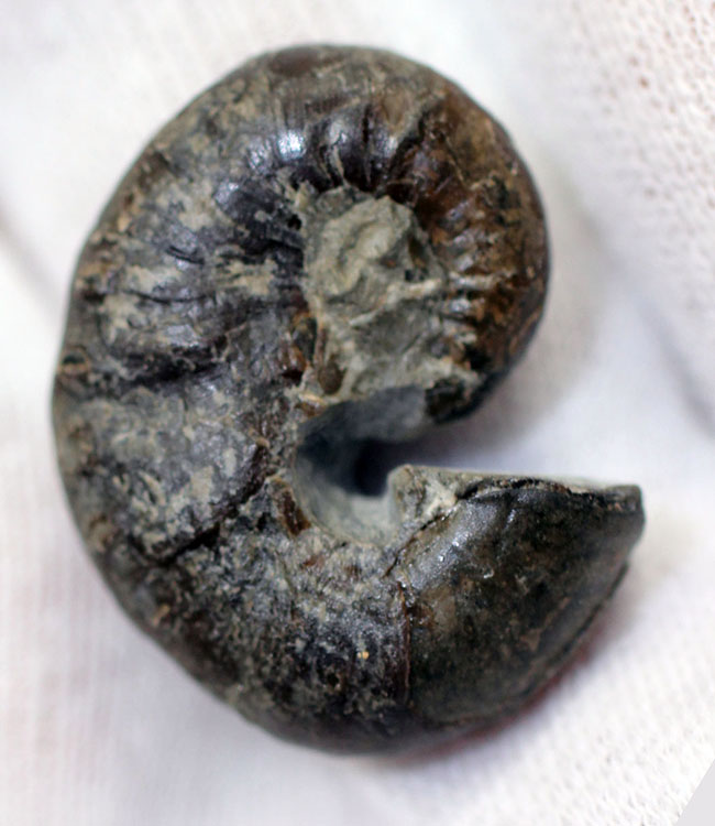 北海道アンモナイト、スカフィテス(Scaphites)の成体の上質標本。大夕張白金川産。(その5)