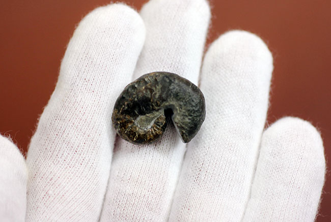 北海道アンモナイト、スカフィテス(Scaphites)の成体の上質標本。大夕張白金川産。(その6)