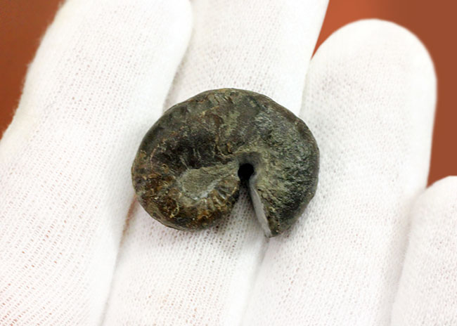 北海道アンモナイト、スカフィテス(Scaphites)の成体の上質標本。大夕張白金川産。(その7)