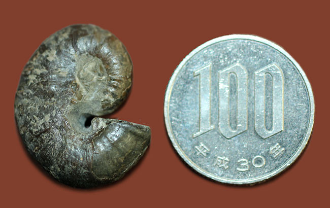 北海道アンモナイト、スカフィテス(Scaphites)の成体の上質標本。大夕張白金川産。(その8)