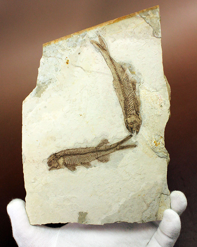 中生代白亜紀の淡水魚、中国遼寧省産リコプテラ（Lycoptera sp.）の化石（その1）