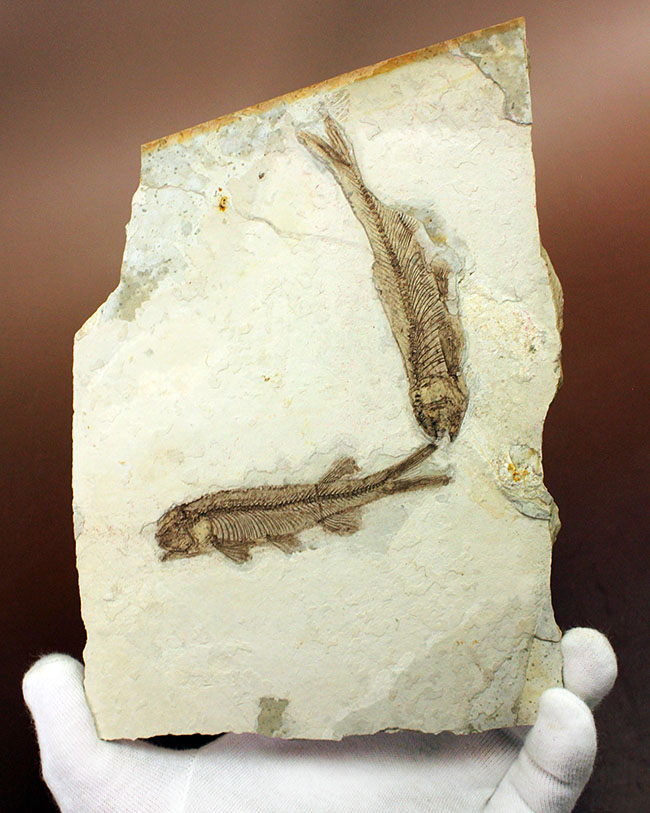 中生代白亜紀の淡水魚、中国遼寧省産リコプテラ(Lycoptera sp.)の化石(その1)