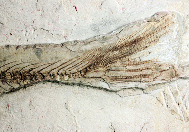 中生代白亜紀の淡水魚、中国遼寧省産リコプテラ（Lycoptera sp.）の化石（その10）