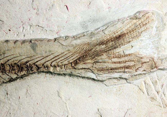 中生代白亜紀の淡水魚、中国遼寧省産リコプテラ(Lycoptera sp.)の化石(その10)