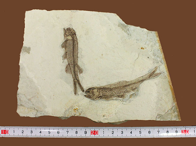 中生代白亜紀の淡水魚、中国遼寧省産リコプテラ(Lycoptera sp.)の化石(その11)
