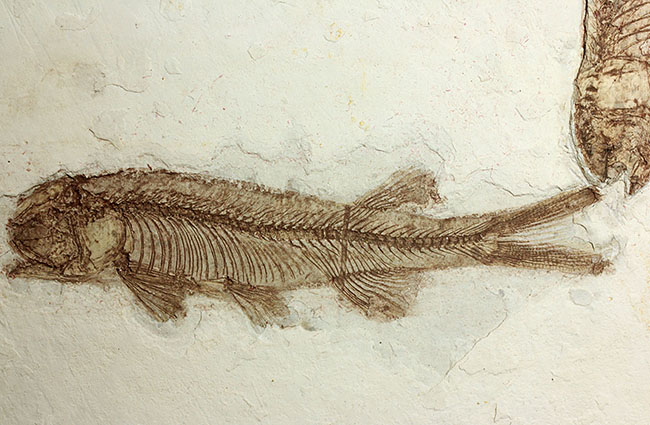 中生代白亜紀の淡水魚、中国遼寧省産リコプテラ(Lycoptera sp.)の化石(その12)