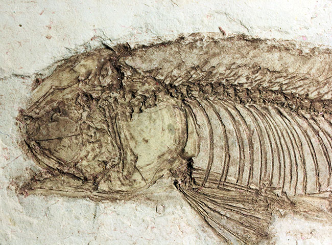 中生代白亜紀の淡水魚、中国遼寧省産リコプテラ（Lycoptera sp.）の化石（その13）