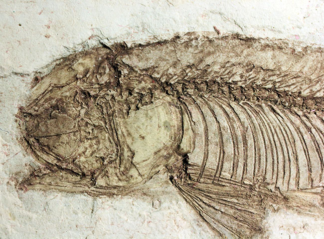 中生代白亜紀の淡水魚、中国遼寧省産リコプテラ(Lycoptera sp.)の化石(その13)
