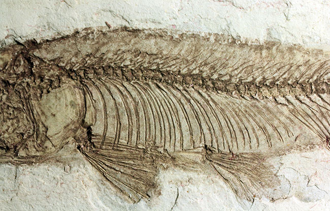 中生代白亜紀の淡水魚、中国遼寧省産リコプテラ（Lycoptera sp.）の化石（その14）