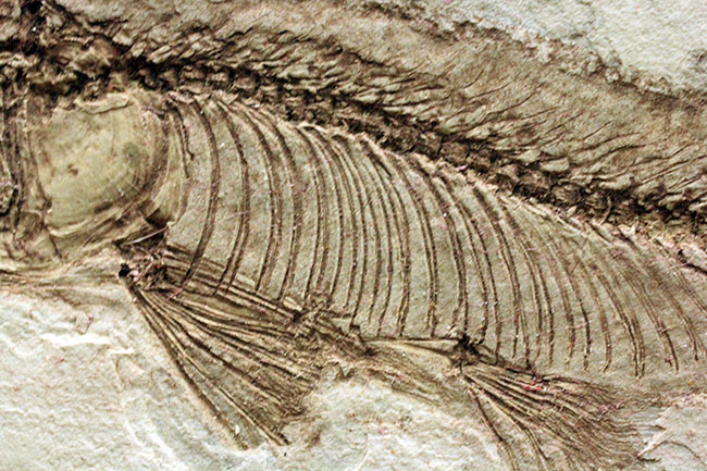 中生代白亜紀の淡水魚、中国遼寧省産リコプテラ（Lycoptera sp.）の化石（その15）