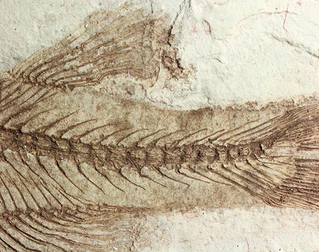 中生代白亜紀の淡水魚、中国遼寧省産リコプテラ（Lycoptera sp.）の化石（その16）