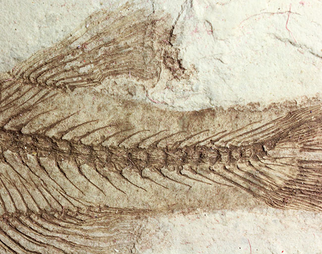 中生代白亜紀の淡水魚、中国遼寧省産リコプテラ(Lycoptera sp.)の化石(その16)