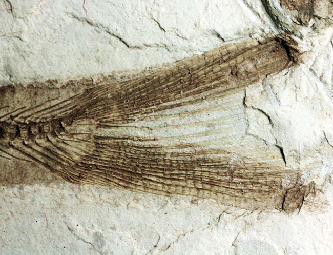 中生代白亜紀の淡水魚、中国遼寧省産リコプテラ(Lycoptera sp.)の化石(その17)