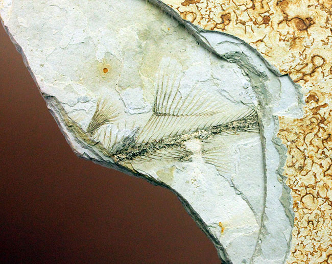中生代白亜紀の淡水魚、中国遼寧省産リコプテラ(Lycoptera sp.)の化石(その19)