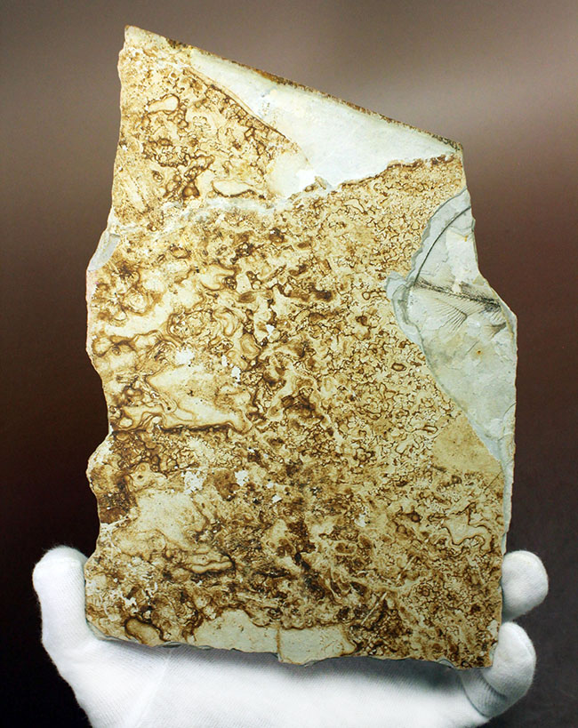 中生代白亜紀の淡水魚、中国遼寧省産リコプテラ（Lycoptera sp.）の化石（その2）