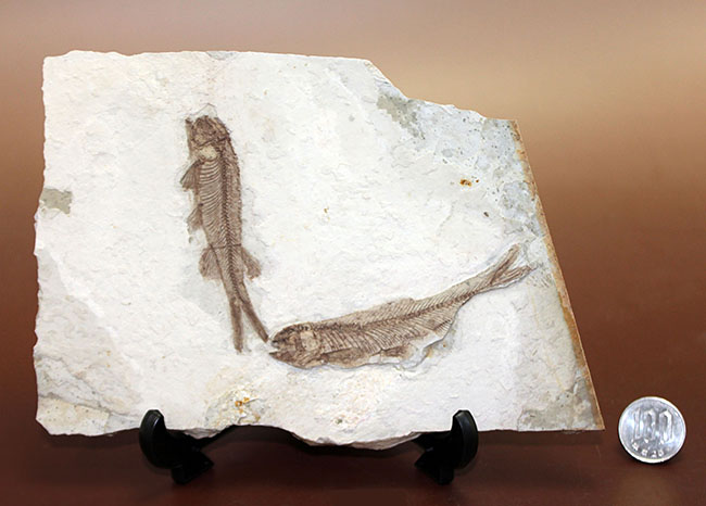 中生代白亜紀の淡水魚、中国遼寧省産リコプテラ(Lycoptera sp.)の化石(その20)