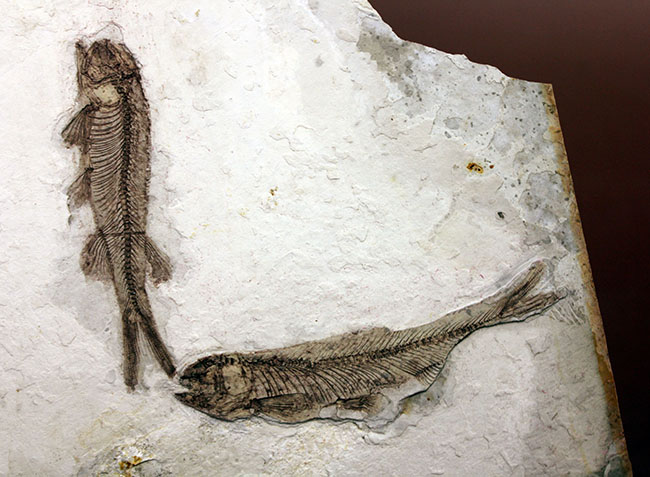 中生代白亜紀の淡水魚、中国遼寧省産リコプテラ(Lycoptera sp.)の化石(その3)