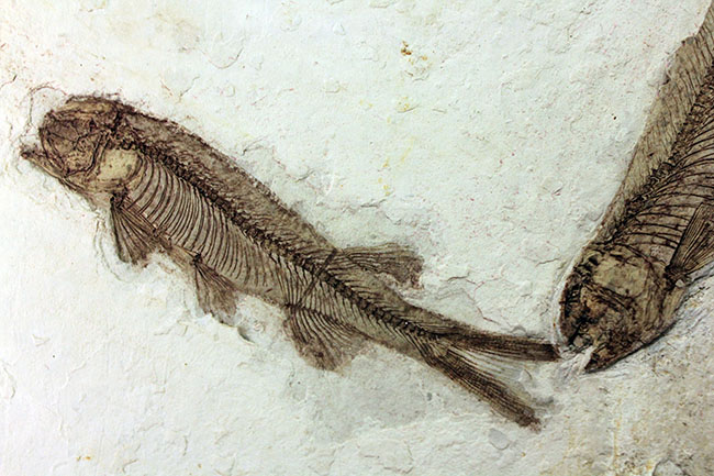 中生代白亜紀の淡水魚、中国遼寧省産リコプテラ（Lycoptera sp.）の化石（その4）