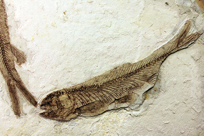 中生代白亜紀の淡水魚、中国遼寧省産リコプテラ(Lycoptera sp.)の化石(その5)