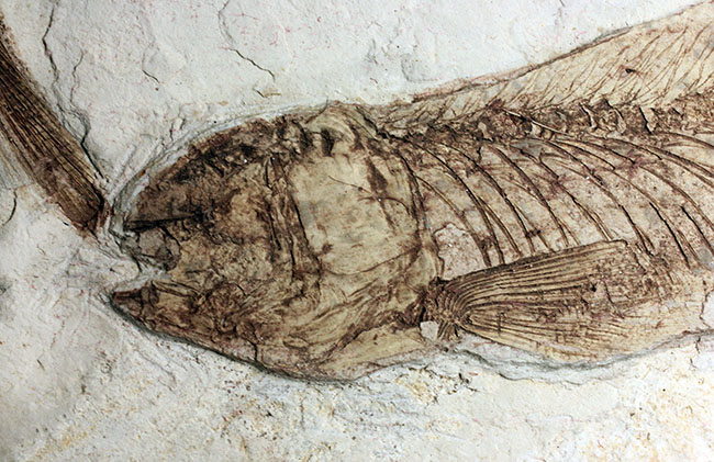 中生代白亜紀の淡水魚、中国遼寧省産リコプテラ（Lycoptera sp.）の化石（その6）