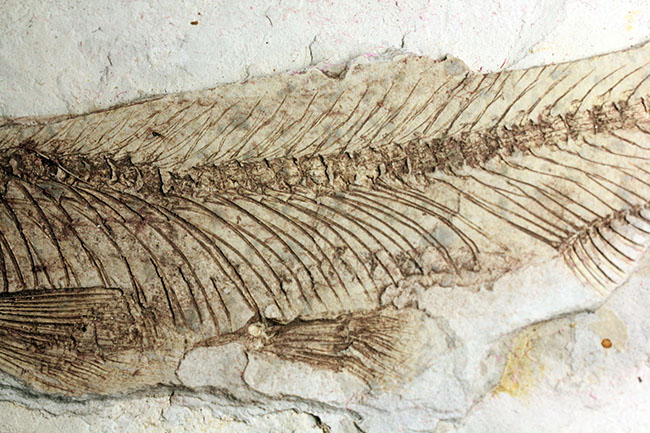 中生代白亜紀の淡水魚、中国遼寧省産リコプテラ（Lycoptera sp.）の化石（その7）