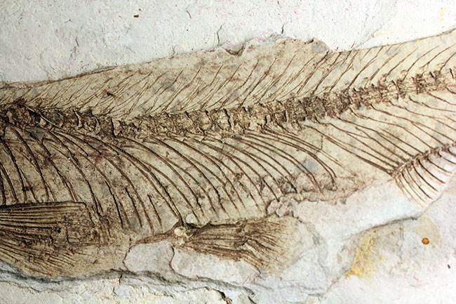 中生代白亜紀の淡水魚、中国遼寧省産リコプテラ(Lycoptera sp.)の化石(その7)