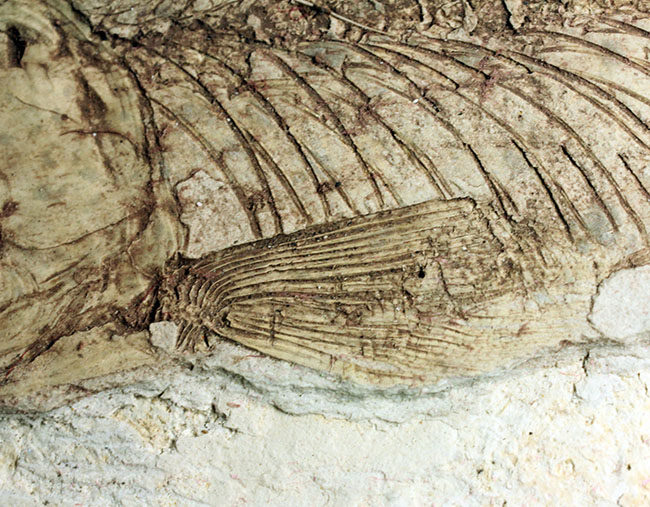 中生代白亜紀の淡水魚、中国遼寧省産リコプテラ(Lycoptera sp.)の化石(その8)