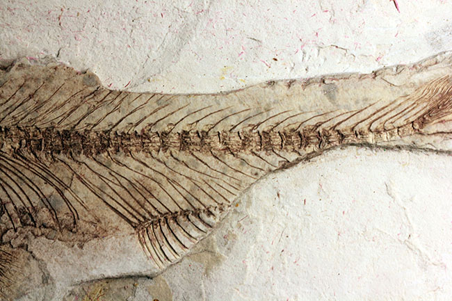 中生代白亜紀の淡水魚、中国遼寧省産リコプテラ（Lycoptera sp.）の化石（その9）