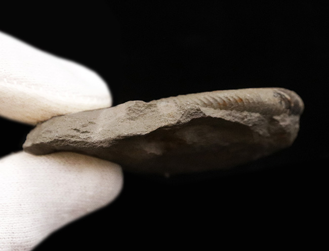 アンモナイト　化石　イングランド 産 イングランド産アンモナイト化石 Ammonite Dactylioceras