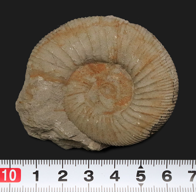 イングランド・ドーセット産のジュラ紀のアンモナイト、パーキンソニア(Parkinsonia)の化石(その6)