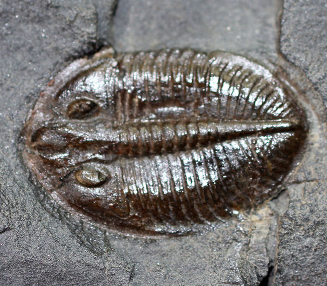 最初に科学誌に掲載された三葉虫、オジジオカレラ(Ogygiocarella debuchi)(その3)