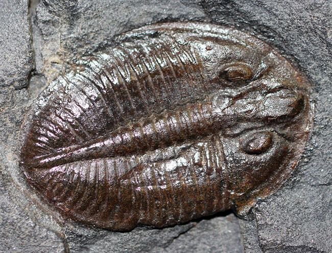 最初に科学誌に掲載された三葉虫、オジジオカレラ(Ogygiocarella debuchi)(その5)