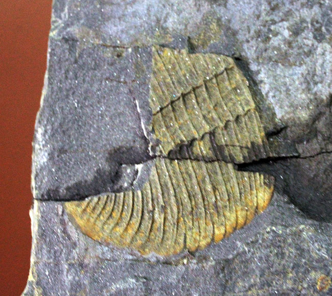 最初に科学誌に掲載された三葉虫、オジジオカレラ(Ogygiocarella debuchi)(その8)