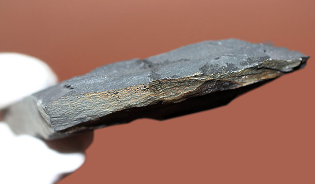 最初に科学誌に掲載された三葉虫、オジジオカレラ(Ogygiocarella debuchi)(その9)