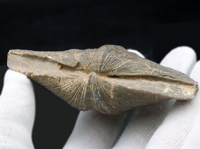 化石　B-9 Nissan / Infiniti Nissan OEM Fuel Filter - Nissan 300X 90-96