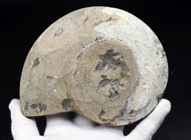 ５００グラム、立派！調度品としても人気を博すゴニアタイト（Goniatite）化石。アンモナイトの先祖（その7）