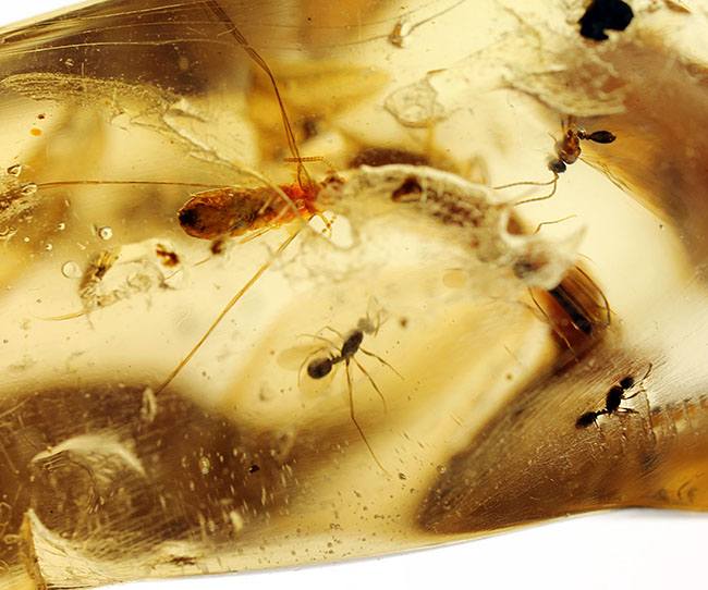 【1ペア】マンゴーラアゲハ（マダガスカル産） 楽天市場】【ZILLマンゴー苗木1本 3〜4年生 6号ポット苗】鹿児島