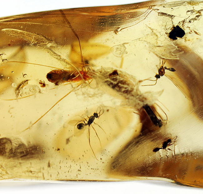 大きな羽虫を2匹内包した、マダガスカル産コーパル(Copal 大きな羽虫を2匹内包した、マダガスカル産コーパル(Copal