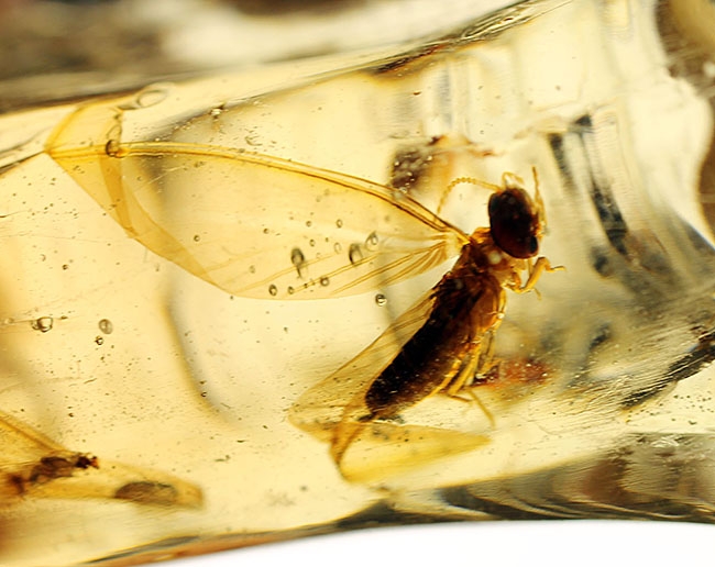 大きな羽虫を2匹内包した、マダガスカル産コーパル(Copal)(その15)