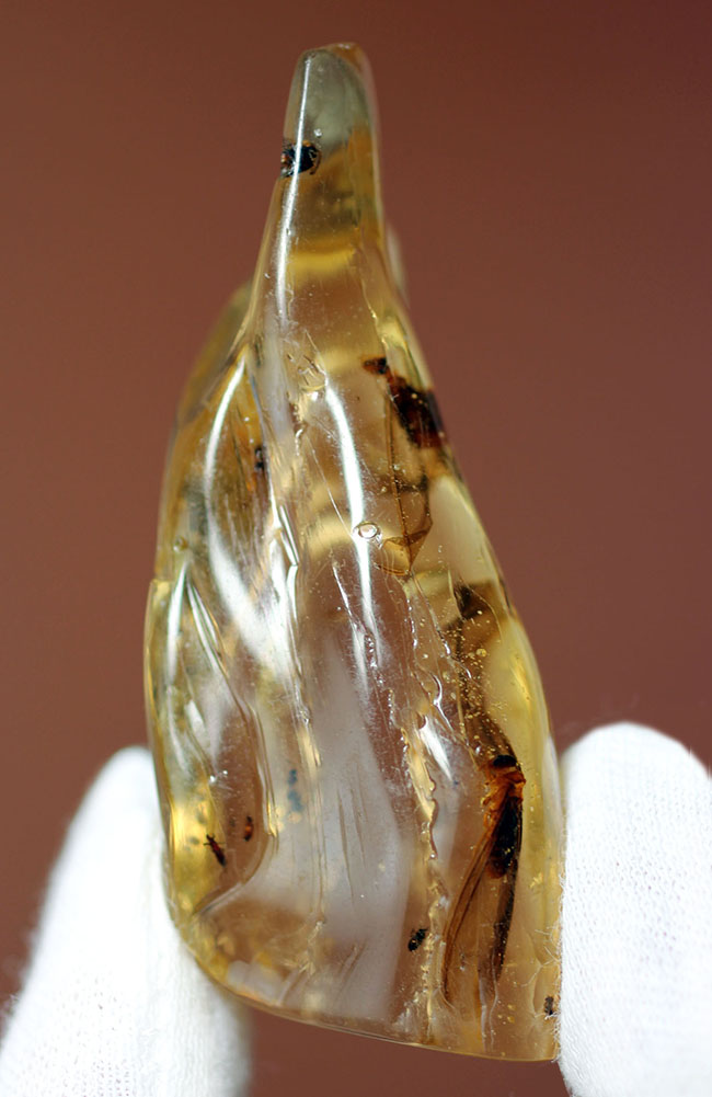 大きな羽虫を2匹内包した、マダガスカル産コーパル(Copal)(その16)