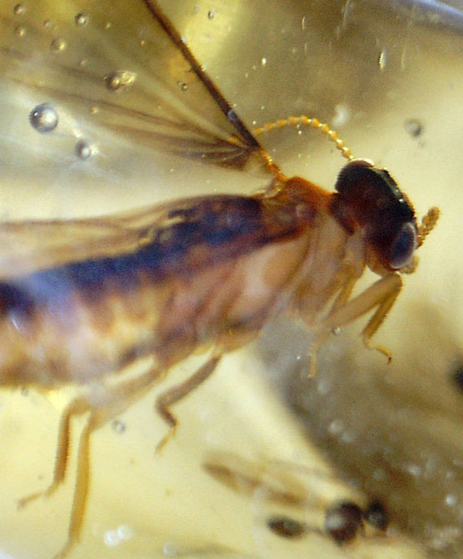 大きな羽虫を2匹内包した、マダガスカル産コーパル(Copal)(その17)