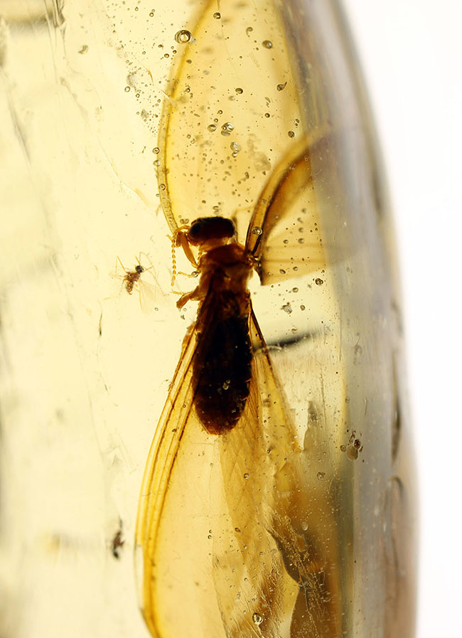 大きな羽虫を2匹内包した、マダガスカル産コーパル(Copal)(その2)