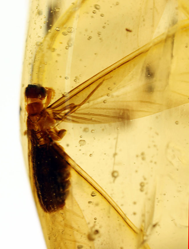 大きな羽虫を2匹内包した、マダガスカル産コーパル(Copal)(その3)